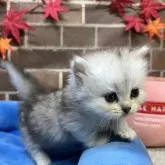 ミヌエット(短足)