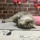 ミヌエット(長足)