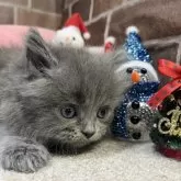 マンチカン(長足)