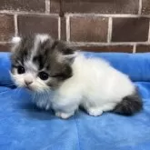 ミヌエット(短足)【東京都・男の子・2025年11月5日・ブラウンタビー&ホワイト】の写真1