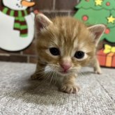 アメリカンショートヘア