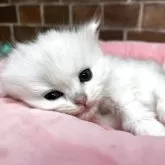 ミヌエット(長足)