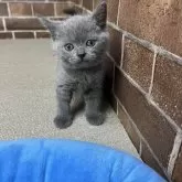 ブリティッシュショートヘア