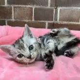 アメリカンショートヘア