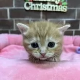 マンチカン(短足)