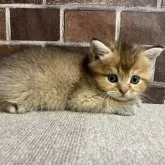 ブリティッシュショートヘア