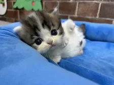 ミヌエット(短足)【東京都・男の子・2025年11月5日・ブラウンタビー&ホワイト】の写真2