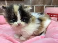 ミヌエット(短足)【東京都・女の子・2025年11月5日・キャリコ】の写真2