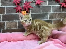 マンチカン(短足)【東京都・女の子・2025年8月22日・レッドタビー】の写真2