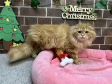 スコティッシュフォールド(折れ耳)【東京都・女の子・2025年7月1日・レッドタビー】の写真2