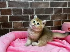 ブリティッシュショートヘア【東京都・女の子・2024年11月30日・ゴールデン】の写真2