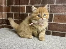 スコティッシュフォールド(立ち耳)【東京都・女の子・2025年9月25日・レッドタビー】の写真3