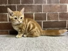 マンチカン(短足)【東京都・女の子・2025年8月22日・レッドタビー】の写真3