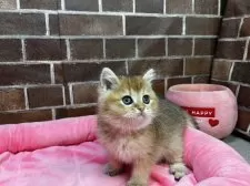 ブリティッシュショートヘア【東京都・女の子・2024年11月30日・ゴールデン】の写真4