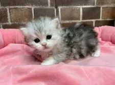 ミヌエット(長足)【東京都・女の子・2026年1月25日・シルバーパッチドタビー】の写真4