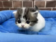 ミヌエット(短足)【東京都・男の子・2025年11月5日・ブラウンタビー&ホワイト】の写真4