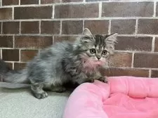 ミヌエット(長足)【東京都・女の子・2025年6月17日・ブラウンパッチドタビー】の写真4