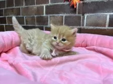 スコティッシュフォールド(立ち耳)【東京都・女の子・2025年9月25日・レッドタビー】の写真4