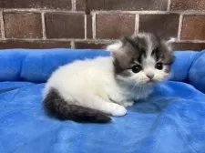 ミヌエット(短足)【東京都・男の子・2025年11月5日・ブラウンタビー&ホワイト】の写真5