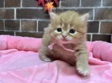 スコティッシュフォールド(立ち耳)【東京都・女の子・2025年9月25日・レッドタビー】の写真5