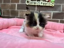 ミヌエット(短足)【東京都・女の子・2025年11月5日・キャリコ】の写真5