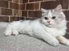 ミヌエット(長足)【東京都・女の子・2025年7月3日・シルバー&ホワイト】の写真5