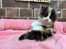 ミヌエット(短足)【東京都・女の子・2025年11月5日・キャリコ】の写真6