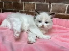 ラグドール【東京都・女の子・2025年9月16日・シールポイントバイカラー】の写真6