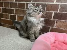 ミヌエット(長足)【東京都・女の子・2025年6月17日・ブラウンパッチドタビー】の写真6