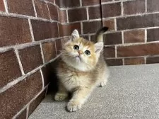 ブリティッシュショートヘア【東京都・女の子・2024年11月30日・ゴールデン】の写真6