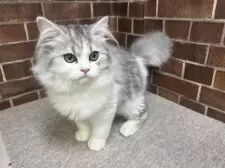 ミヌエット(長足)【東京都・男の子・2025年7月3日・シルバー&ホワイト】の写真6