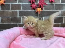 スコティッシュフォールド(立ち耳)【東京都・女の子・2025年9月25日・レッドタビー】の写真7