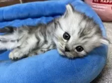 スコティッシュフォールド(立ち耳)【東京都・男の子・2025年11月24日・シルバータビー】の写真7