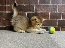 ブリティッシュショートヘア【東京都・女の子・2024年11月30日・ゴールデン】の写真8