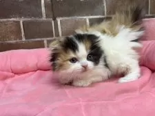 スコティッシュフォールド(折れ耳)【東京都・女の子・2025年11月29日・キャリコ】の写真8