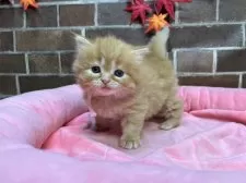 スコティッシュフォールド(立ち耳)【東京都・女の子・2025年9月25日・レッドタビー】の写真8