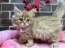 スコティッシュフォールド(立ち耳)【東京都・女の子・2025年9月25日・レッドタビー】の写真8