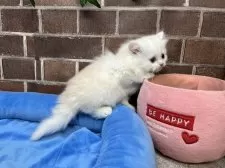 ミヌエット(長足)【東京都・男の子・2026年2月11日・クリーム&ホワイト】の写真8