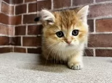 ブリティッシュショートヘア【東京都・女の子・2024年11月30日・ゴールデン】の写真9