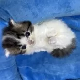 ミヌエット(短足)【東京都・男の子・2025年11月5日・ブラウンタビー&ホワイト】の写真9