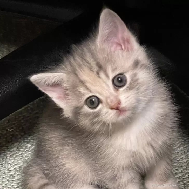 ID：2404-03242の子猫