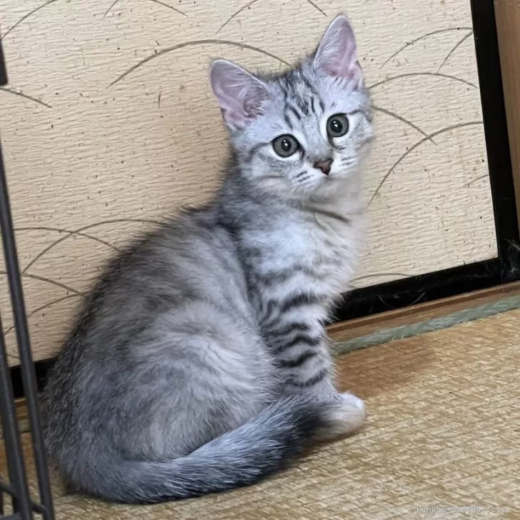 ID:2408-00283の子猫