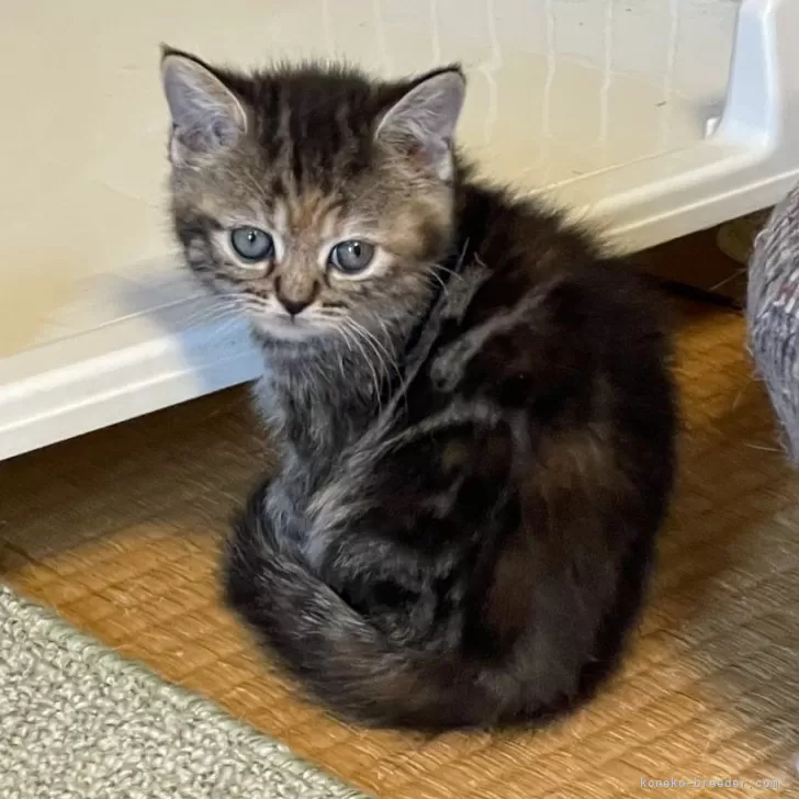 ID：2405-00434の子猫
