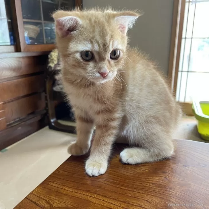 ID：2406-03218の子猫