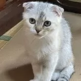 スコティッシュフォールド(折れ耳)【岐阜県・女の子・2024年3月10日・シルバーパッチドタビー&ホワイト】の写真1