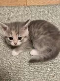 スコティッシュフォールド(立ち耳)【岐阜県・女の子・2024年3月10日・ブルーシルバーパッチドタビー&ホワイト】の写真2