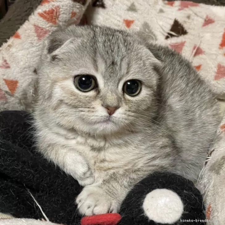 スコティッシュフォールド(折れ耳)【岐阜県・女の子・2025年9月27日・シルバーパッチドタビー】の写真1