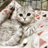 スコティッシュフォールド(折れ耳)