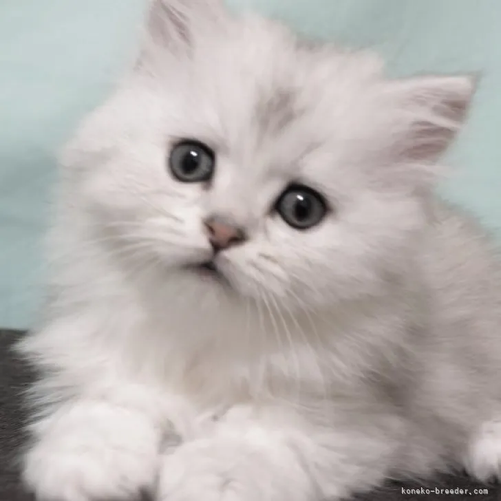 ID：2304-03469の子猫