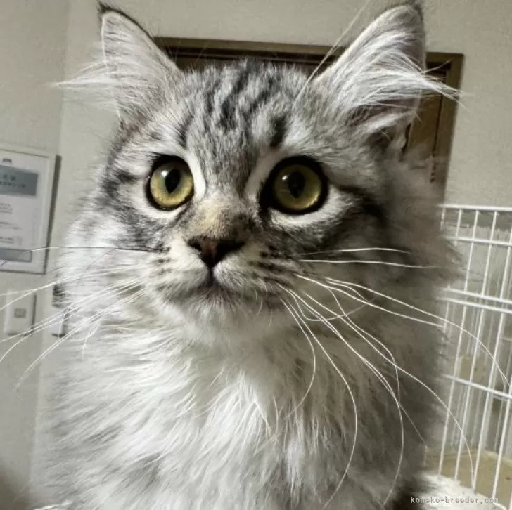 ID:2311-01610の子猫